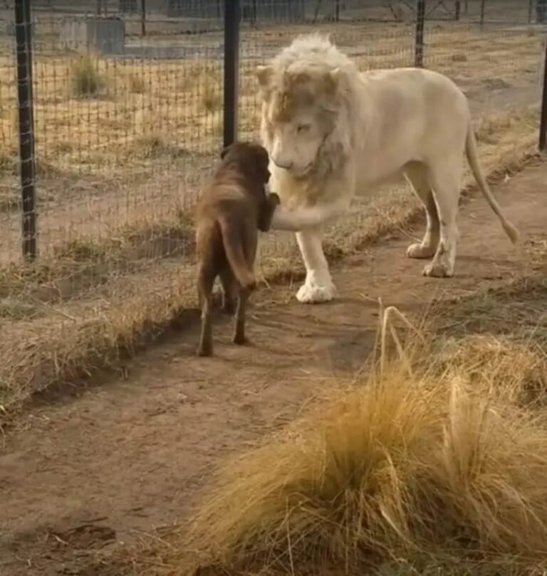 A Lion’s Kiss: How a Dog and a Big Cat Became Friends