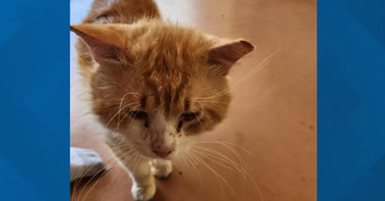 St.ray Cat makes 2.7 mile Journey back home after Es.ca.pi.ng Shelter! – petcutes