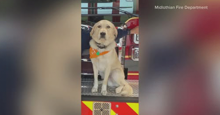 “Help us find Riggs” – Texas Fire department’s Firehouse Dog goes M.is.si.ng! – Animalpond