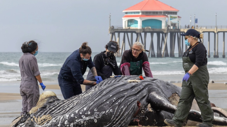 Thousands of marine mammals sick dying along Southern California coast! – Animalpond