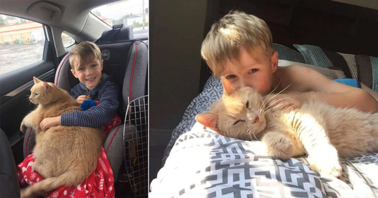 Young boy offered any Animal in the Shelter, picks 10-Year-Old XL ginger Cat! – petcutes