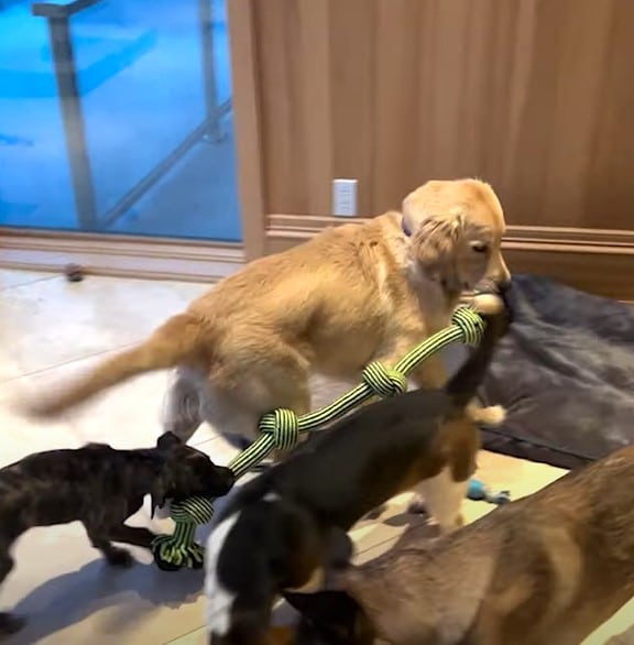 Their Dog Kept Running Away So They Gave Him Up
