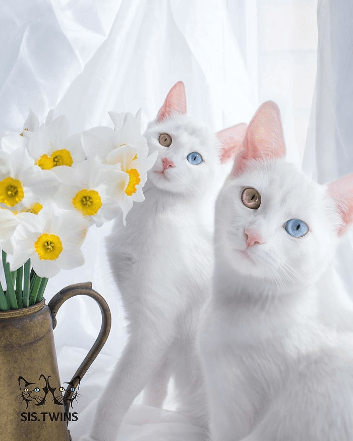 A Rare Sight: The Beauty of Twin Cats Iriss and Abyss with Heterochromatic Eyes