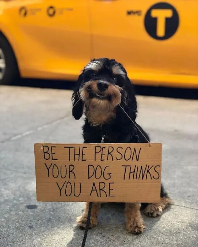 A Dog with a Sense of Humor: How He Makes People Smile with His Protest Signs 