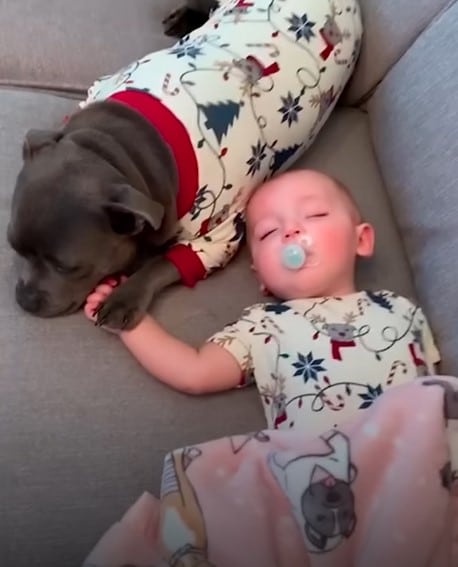 Dora The Pit Bull Loves Her Brother More Than Catching Raindrops