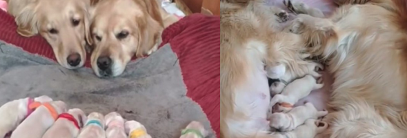 Golden Retrievers Proudly Care for Their Newborn Puppies