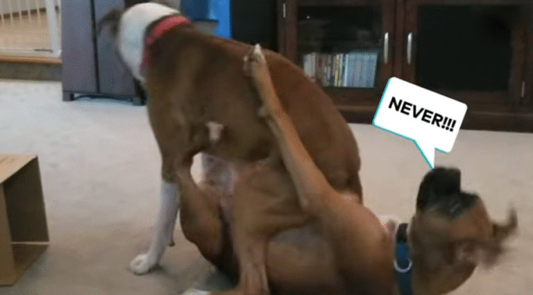 Two Dogs Love To Wrestle