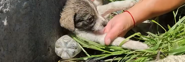 Little Puppy Rescued From Trash Can Fight For Survival – Animalpond