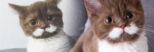 Meet Gringo, The Cat Who Will Melt Millions Of Hearts With His Mustache