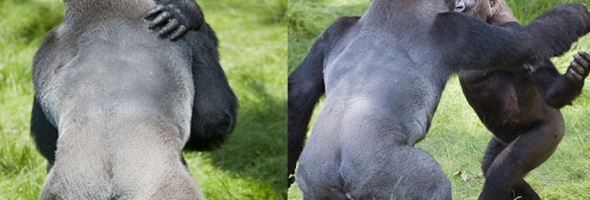 When the two gorillas met again after 3 years, they couldn’t stop hugging each other