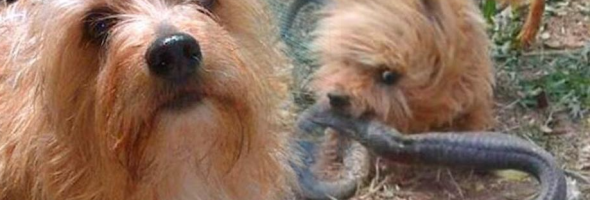 Brave 10-Year-Old Yorkshire Sacrifices His Own Life To Save His Human