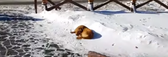 Abandoned Dog Sleeps On Snow For Days Until A Tourist Saves Her Life