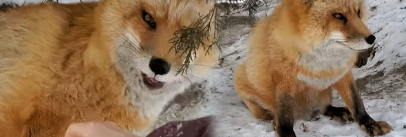 Finnegan Fox Cries While Getting Pampered By His Rescuer
