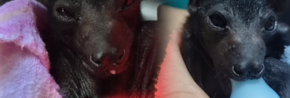 Tiny Baby Bat Melts Hearts “Demanding” Belly Rubs Like A Puppy Dog
