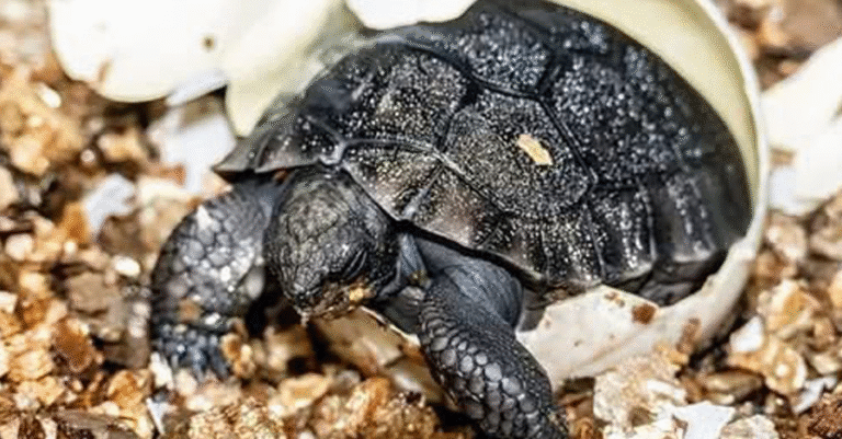Galapagos Tortoise in Miami celebrates first Father’s Day on 135th birthday! – Animalpond
