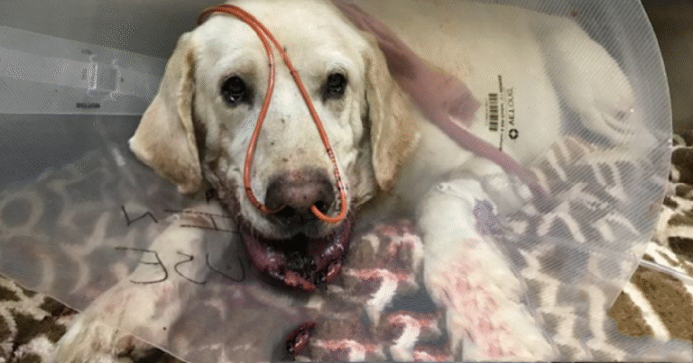 HERO Labrador Retriever saved his teen Owner from Rattlesnake [at.t.ack]! – petcutes