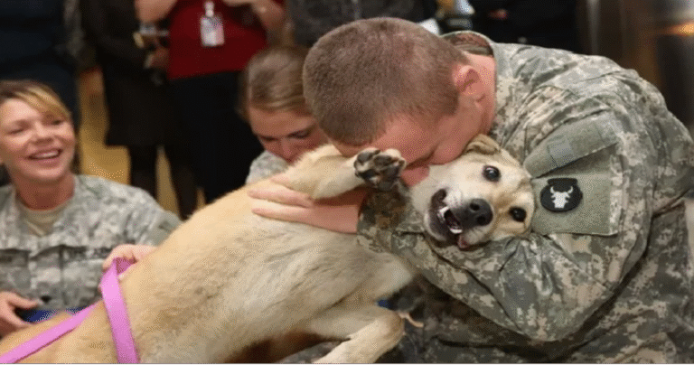 Old Dog Cries tears of joy at Owner’s return from W.a.r! – petcutes
