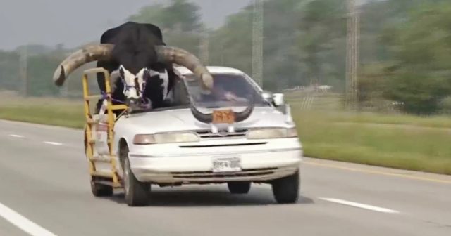 Car With Giant Bull As Passenger Pulled Over By Police
