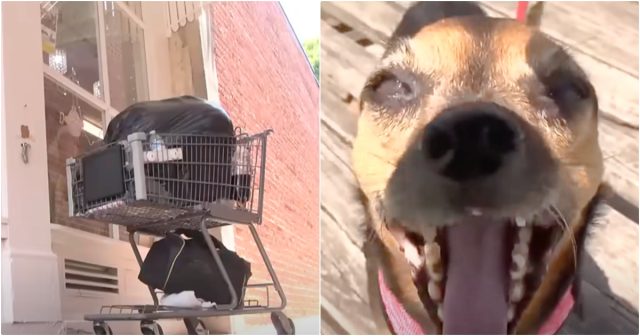Woman Facing Homelessness For Refusing To Give Up Her Dog
