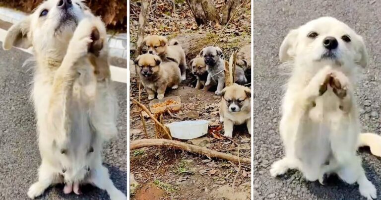 De.sp.era.te Mother Dog B.l.oc.ks Road, Begs For Food For Her Puppies In Cave! – petcutes