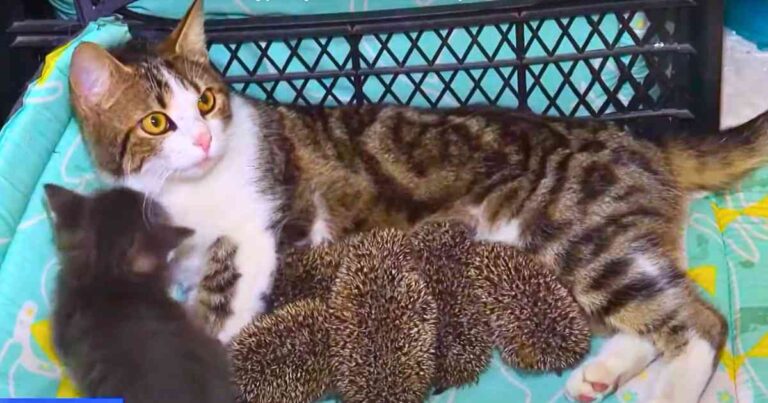 Kind Mother Cat Adopts 5 Orp.haned Hedgehogs After Their Mom’s Unfortunate A.cci.de.nt! – petcutes