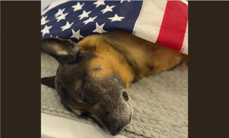 Our hearts are beyond br.ok.en to share the su.dd.en p@.ssi.ng of K9 Bragi after an extremely short b@.tt.le with ca.nc.er! – petcutes