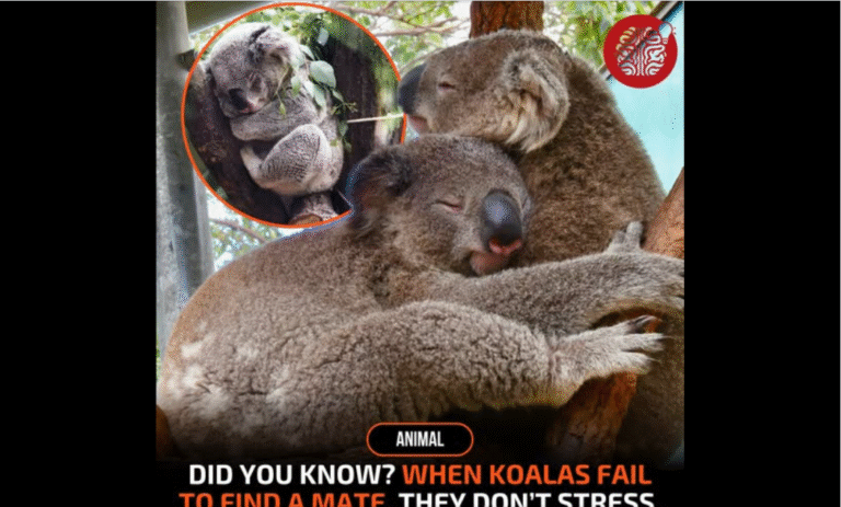 💤 Koalas Handle Rejection by Doing What They Do Best, Sleeping It Off! – petcutes