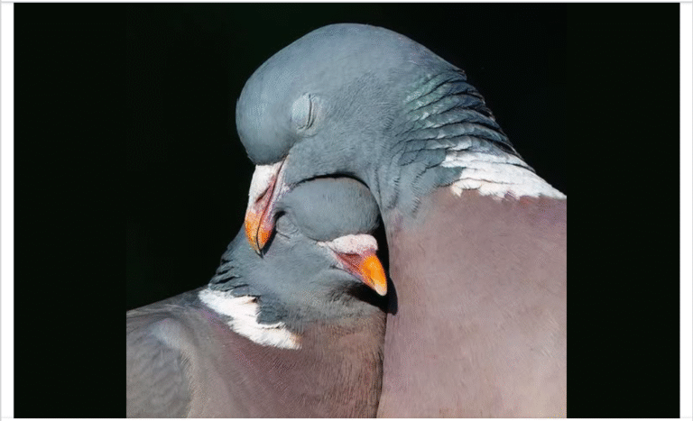 These incredible feathered souls are not only devoted partners, they are highly intelligent and complex beings! – petcutes