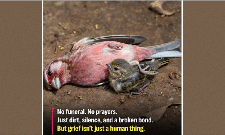 In our World — Sometimes, even the smallest Creatures carry the heaviest Feelings! – petcutes