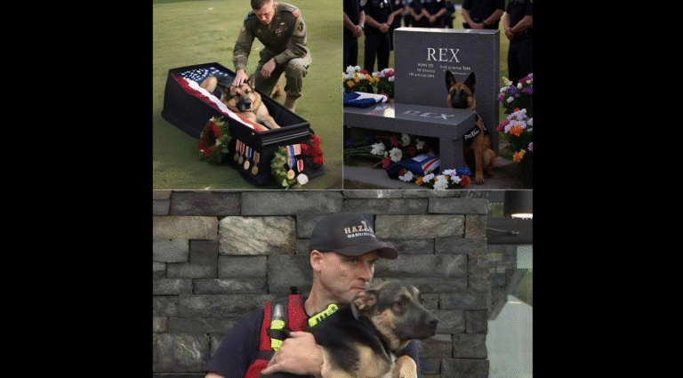 Rex’s 16 Years of Unwavering Service! – petcutes