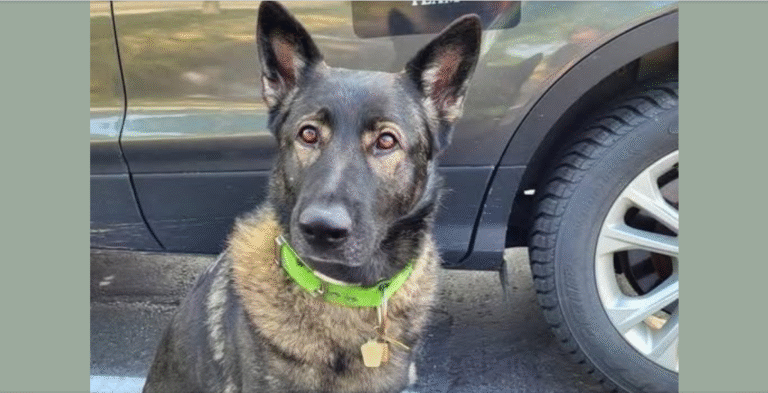 K9 Roxy, A beloved recovery Dog, has [Pa.ss.ed Aw.ay] unexpectedly after returning home from F.lo.od response efforts in Texas! – petcutes