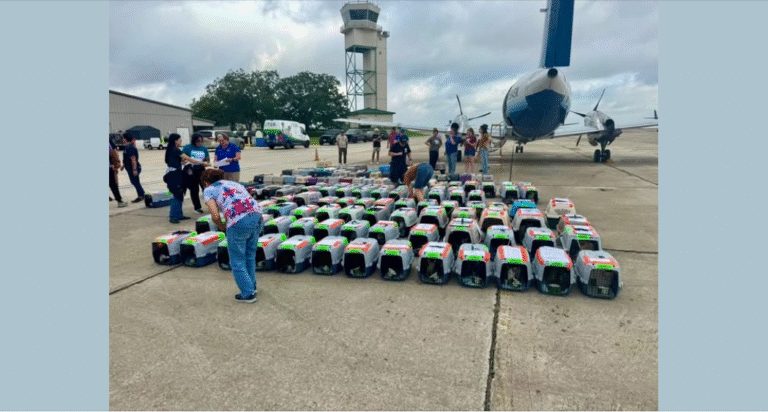 Over the past 10 days, Wings of Rescue has flown more than 700 unowned dogs and cats out of [fl.ood-st.ric.ken] Central Texas! – petcutes