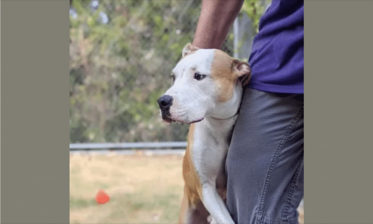 This Dog from Texas was set to be [eu.thaniz.ed] until a special Person realized he’s Pure Love… – petcutes