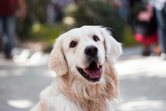 11 Loyal Dog Breeds That Make the Best Buddies for Any Family