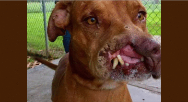 Dog m.iss.ing Part of Face was [le.ft] for [a.ban.do.ned] by Owners, but a life-changing a Second 😥💔 – petcutes