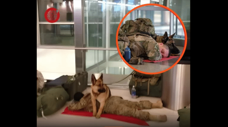 Military Dog Stands Guard To Protect Sleeping Soldier At Airport!