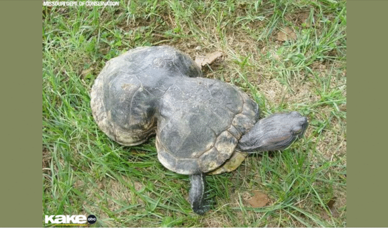 MDC Holding Birthday Bash August 23 At Powder Valley Nature Center! – petcutes