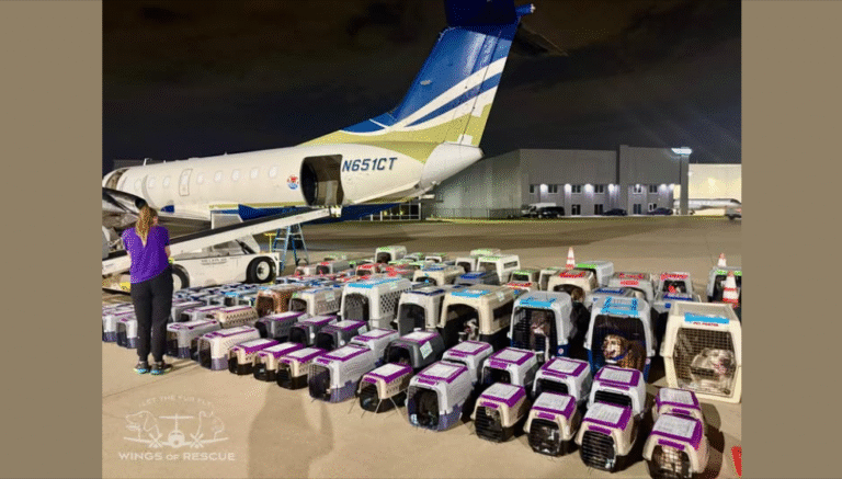 ✈️ Yesterday morning, 189 dogs and cats left overcrowded shelters in Texas and Louisiana! – petcutes