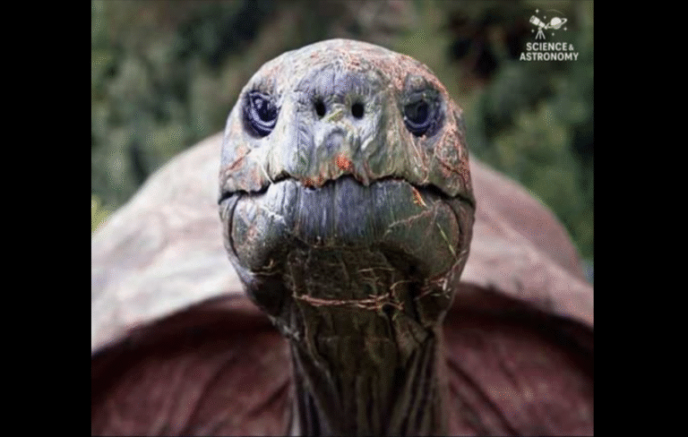 Meet Jonathan — The 191-Year-Old Tortoise, The oldest-known animal in the world! – petcutes