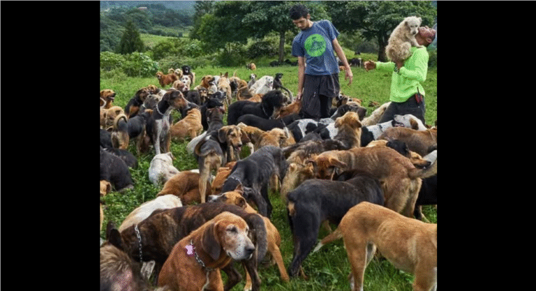 This remarkable [No-K.i.L.L] Sanctuary is Home to over 1,800 rescued Dogs! – petcutes