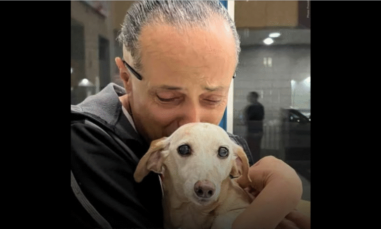 REUNITED – The moment Bam Bam was reunited with his owner after going mi.ssi.ng for months! – petcutes