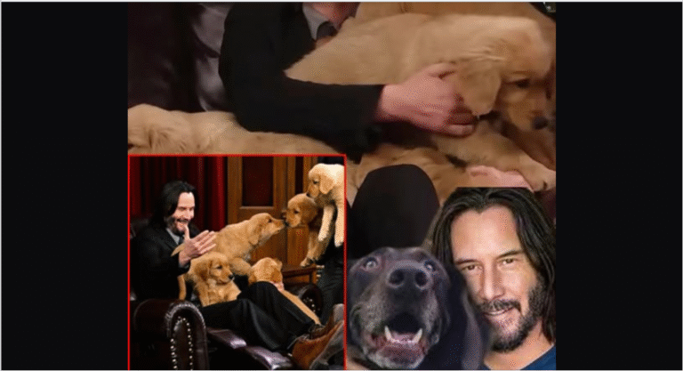 Keanu Reeves rescued and built a Farm to raise dogs after the massive [fl.o.od] in Texas caused a lot of [d.am.ag.e and left the Dogs homeless! – petcutes