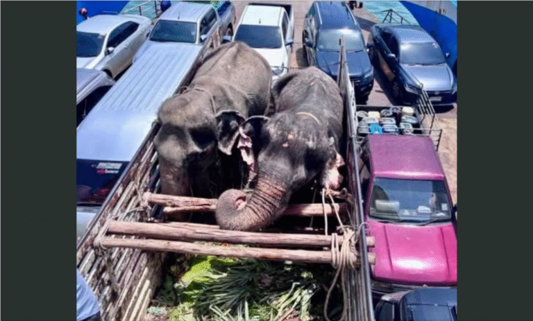 Ploy and Pwong are officially rescued…They were rescued off an Island off the coast of Thailand! – petcutes