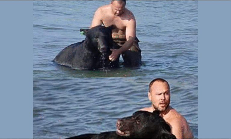 A 375-pound black Bear was D.row.ning beneath the Tallac Bridge in South Lake Tahoe—[se.da.ted], th.ra.sh.ing, and sinking fast!