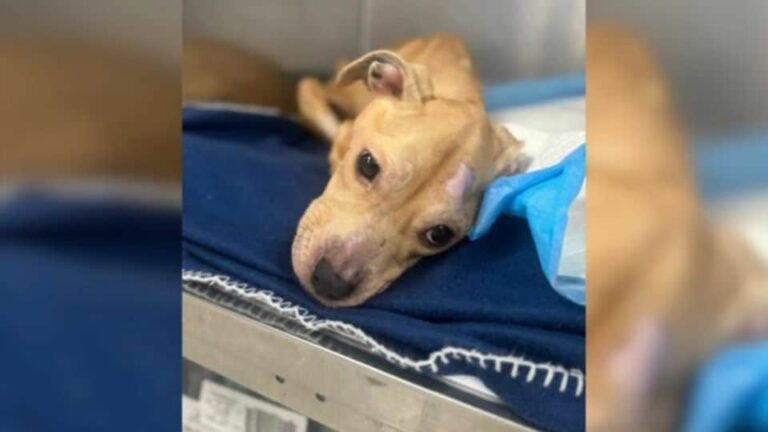 Abandoned And Barely Breathing, A Brave Dog Learns To Live Again