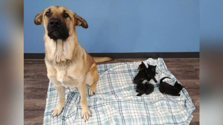 Stray Dog Bravely Shields Five Kittens From Freezing Snow And Finds Her Own Happy Ending