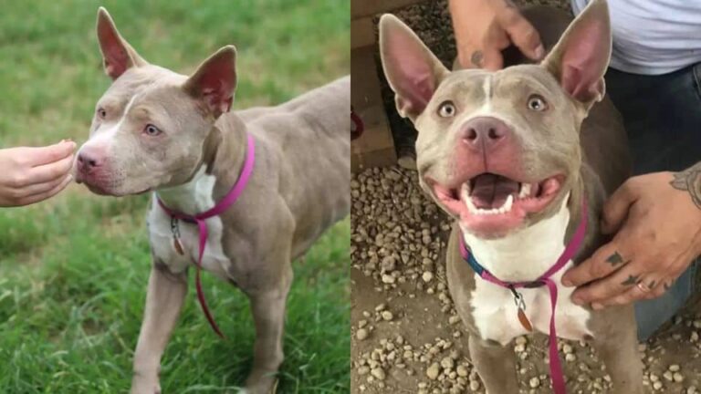 Playful Shelter Puppy Almost Put Down For Showing Too Much Energy