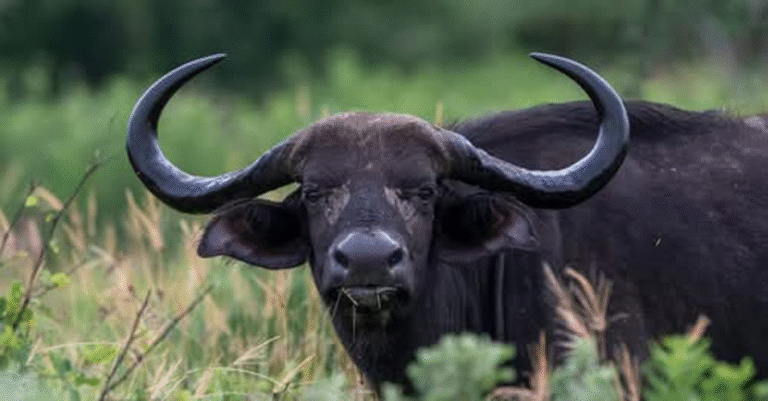 Texas Millionaire Rancher [Go.red] To [D.e@.th] By Buffalo During South African Hu.nt.ing Safari! – petcutes