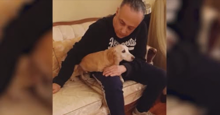 Bam Bam the support Dog reunited with Owner 2+ months after being st.ol.en from Chicago backyard! – petcutes