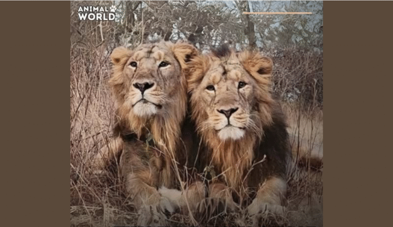 Veeru and Jay were Brothers — they grew up side by side, Hu.nted side by side — Ruled Territory… and when THE END came, they Left this World together too!